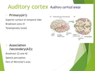 Comprehensive Physiology of Hearing: Mechanisms and Functions | PPTX
