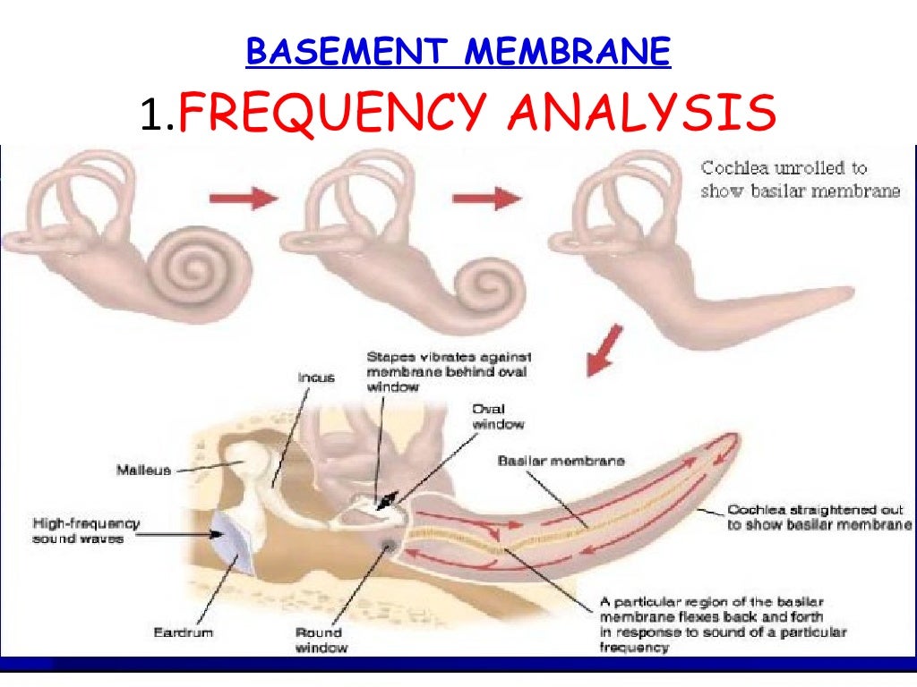 Physiology of hearing 21st july 11
