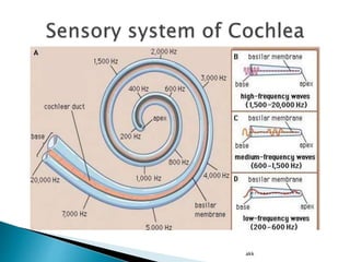 Physiology of Hearing and Equilibrium | PPTX
