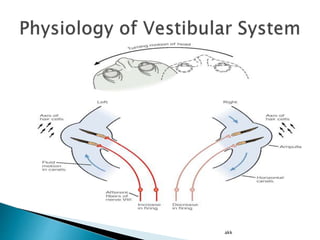 Physiology of Hearing and Equilibrium | PPTX