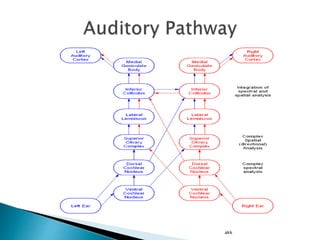 Physiology of Hearing and Equilibrium | PPTX