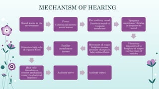 Physiology of hearing and vestibular system.pptx
