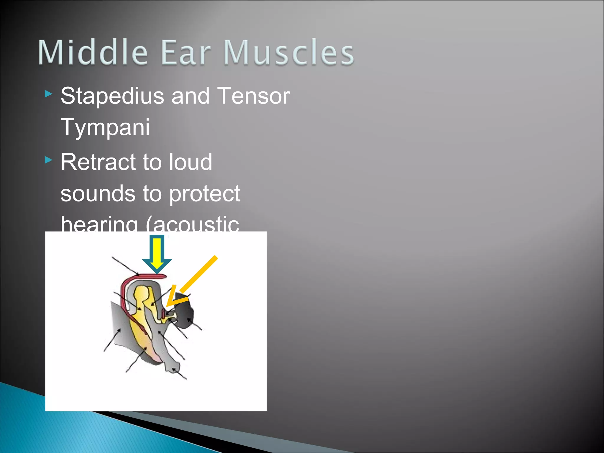 Physiology of hearing & approach to hearing loss in a child | PPT