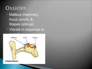 Physiology of hearing & approach to hearing loss in a child | PPT