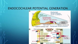 Physiology of hearing [autosaved] | PPTX