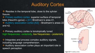 Physiology of Hearing by Dr. Sudin Kayastha | PPTX