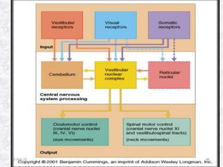 Physiology of Equilibrium | PPTX
