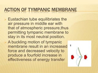 ACTION OF TYMPANIC MEMBRANE
 Eustachian tube equilibriates the
air pressure in middle ear with
that of atmospheric pressure,thus
permitting tympanic membrane to
stay in its most neutral position.
 A buckling motion of tympanic
membrane result in an increased
force and decreased velocity to
produce a fourfold increase in
effectiveness of energy transfer
 