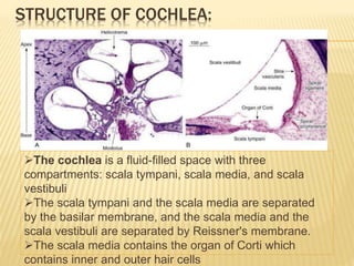 STRUCTURE OF COCHLEA:
The cochlea is a fluid-filled space with three
compartments: scala tympani, scala media, and scala
vestibuli
The scala tympani and the scala media are separated
by the basilar membrane, and the scala media and the
scala vestibuli are separated by Reissner's membrane.
The scala media contains the organ of Corti which
contains inner and outer hair cells
 