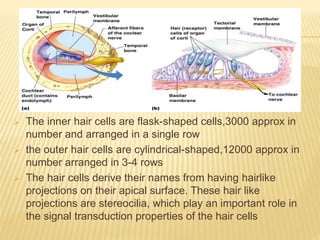  The inner hair cells are flask-shaped cells,3000 approx in
number and arranged in a single row
 the outer hair cells are cylindrical-shaped,12000 approx in
number arranged in 3-4 rows
 The hair cells derive their names from having hairlike
projections on their apical surface. These hair like
projections are stereocilia, which play an important role in
the signal transduction properties of the hair cells
 