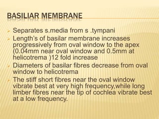 BASILIAR MEMBRANE
 Separates s.media from s .tympani
 Length’s of basilar membrane increases
progressively from oval window to the apex
(0.04mm near oval window and 0.5mm at
helicotrema )12 fold increase
 Diameters of basilar fibres decrease from oval
window to helicotrema
 The stiff short fibres near the oval window
vibrate best at very high frequency,while long
limber fibres near the tip of cochlea vibrate best
at a low frequency.
 