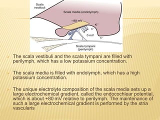  The scala vestibuli and the scala tympani are filled with
perilymph, which has a low potassium concentration.
 The scala media is filled with endolymph, which has a high
potassium concentration.
 The unique electrolyte composition of the scala media sets up a
large electrochemical gradient, called the endocochlear potential,
which is about +80 mV relative to perilymph. The maintenance of
such a large electrochemical gradient is performed by the stria
vascularis
 