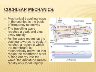 COCHLEAR MECHANICS:
 Mechanical travelling wave
in the cochlea is the basis
of frequency selectivity
 The travelling wave
reaches a peak and dies
away rapidly
 As the wave moves up the
cochlea towards its peak ,it
reaches a region in which
the membrane is
mechanically active. In this
region the membrane stars
putting energy into the
wave .the amplitude raises
rapidly only to fall rapidly.
 