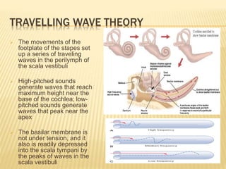TRAVELLING WAVE THEORY
 The movements of the
footplate of the stapes set
up a series of traveling
waves in the perilymph of
the scala vestibuli
 High-pitched sounds
generate waves that reach
maximum height near the
base of the cochlea; low-
pitched sounds generate
waves that peak near the
apex
 The basilar membrane is
not under tension, and it
also is readily depressed
into the scala tympani by
the peaks of waves in the
scala vestibuli
 