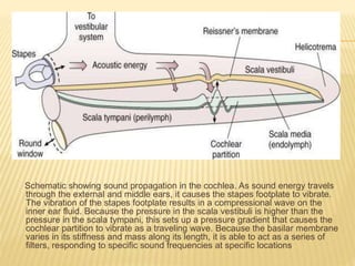 Schematic showing sound propagation in the cochlea. As sound energy travels
through the external and middle ears, it causes the stapes footplate to vibrate.
The vibration of the stapes footplate results in a compressional wave on the
inner ear fluid. Because the pressure in the scala vestibuli is higher than the
pressure in the scala tympani, this sets up a pressure gradient that causes the
cochlear partition to vibrate as a traveling wave. Because the basilar membrane
varies in its stiffness and mass along its length, it is able to act as a series of
filters, responding to specific sound frequencies at specific locations
 