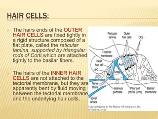 HAIR CELLS:
 The hairs ends of the OUTER
HAIR CELLS are fixed tightly in
a rigid structure composed of a
flat plate, called the reticular
lamina, supported by triangular
rods of Corti,which are attached
tightly to the basilar fibers.
 The hairs of the INNER HAIR
CELLS are not attached to the
tectorial membrane, but they are
apparently bent by fluid moving
between the tectorial membrane
and the underlying hair cells.
 