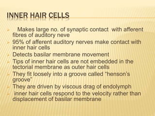 INNER HAIR CELLS
 Makes large no. of synaptic contact with afferent
fibres of auditory neve
 95% of afferent auditory nerves make contact with
inner hair cells
 Detects basilar membrane movement
 Tips of inner hair cells are not embedded in the
tectorial membrane as outer hair cells
 They fit loosely into a groove called “henson’s
groove”
 They are driven by viscous drag of endolymph
 inner hair cells respond to the velocity rather than
displacement of basilar membrane
 