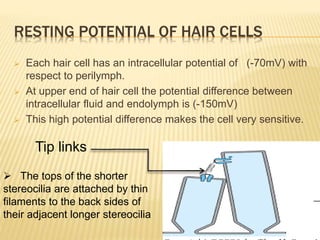 RESTING POTENTIAL OF HAIR CELLS
 Each hair cell has an intracellular potential of (-70mV) with
respect to perilymph.
 At upper end of hair cell the potential difference between
intracellular fluid and endolymph is (-150mV)
 This high potential difference makes the cell very sensitive.
Tip links
 The tops of the shorter
stereocilia are attached by thin
filaments to the back sides of
their adjacent longer stereocilia
 