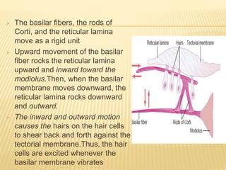  The basilar fibers, the rods of
Corti, and the reticular lamina
move as a rigid unit
 Upward movement of the basilar
fiber rocks the reticular lamina
upward and inward toward the
modiolus.Then, when the basilar
membrane moves downward, the
reticular lamina rocks downward
and outward.
 The inward and outward motion
causes the hairs on the hair cells
to shear back and forth against the
tectorial membrane.Thus, the hair
cells are excited whenever the
basilar membrane vibrates
 