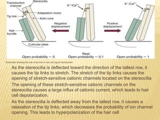 Schematic showing the role of tip links in hair cell signal transduction
 As the stereocilia is deflected toward the direction of the tallest row, it
causes the tip links to stretch. The stretch of the tip links causes the
opening of stretch-sensitive cationic channels located on the stereocilia
 The opening of these stretch-sensitive cationic channels on the
stereocilia causes a large influx of cationic current, which leads to hair
cell depolarization.
 As the stereocilia is deflected away from the tallest row, it causes a
relaxation of the tip links, which decreases the probability of ion channel
opening. This leads to hyperpolarization of the hair cell
 