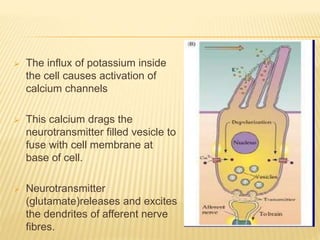  The influx of potassium inside
the cell causes activation of
calcium channels
 This calcium drags the
neurotransmitter filled vesicle to
fuse with cell membrane at
base of cell.
 Neurotransmitter
(glutamate)releases and excites
the dendrites of afferent nerve
fibres.
 