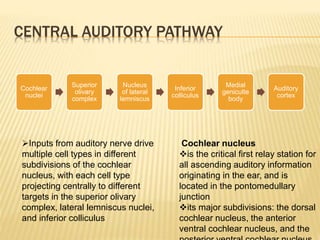 CENTRAL AUDITORY PATHWAY
Inputs from auditory nerve drive
multiple cell types in different
subdivisions of the cochlear
nucleus, with each cell type
projecting centrally to different
targets in the superior olivary
complex, lateral lemniscus nuclei,
and inferior colliculus
Cochlear nucleus
is the critical first relay station for
all ascending auditory information
originating in the ear, and is
located in the pontomedullary
junction
its major subdivisions: the dorsal
cochlear nucleus, the anterior
ventral cochlear nucleus, and the
Cochlear
nuclei
Superior
olivary
complex
Nucleus
of lateral
lemniscus
Inferior
colliculus
Medial
geniculte
body
Auditory
cortex
 