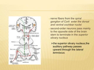  nerve fibers from the spiral
ganglion of Corti enter the dorsal
and ventral cochlear nuclei
 second-order neurons pass mainly
to the opposite side of the brain
stem to terminate in the superior
olivary nucleus
the superior olivary nucleus,the
auditory pathway passes
upward through the lateral
lemniscus.
 