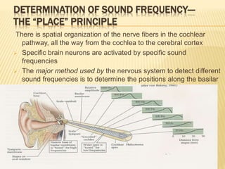 DETERMINATION OF SOUND FREQUENCY—
THE “PLACE” PRINCIPLE
There is spatial organization of the nerve fibers in the cochlear
pathway, all the way from the cochlea to the cerebral cortex
 Specific brain neurons are activated by specific sound
frequencies
 The major method used by the nervous system to detect different
sound frequencies is to determine the positions along the basilar
membrane that are most stimulated. This is called the place
principle
 