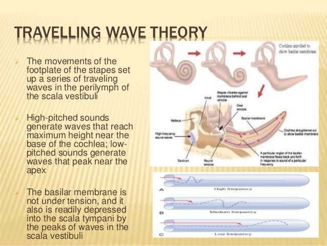 travelling wave theory of hearing