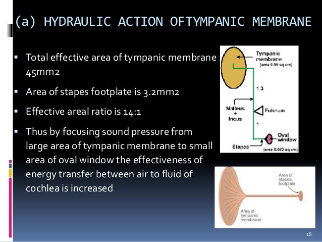 Physiology of hearing