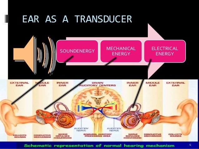 Physiology of hearing