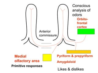 Physiology of hearing,smell and taste | PPTX