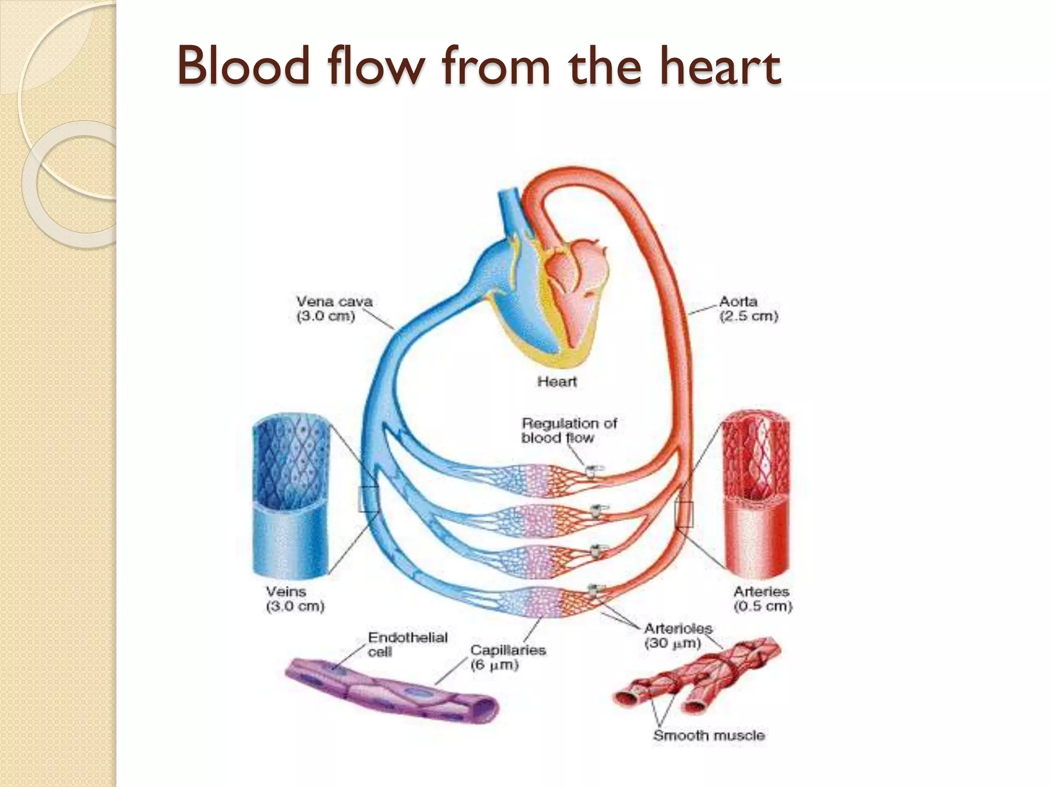 Blood flow from the heart
 