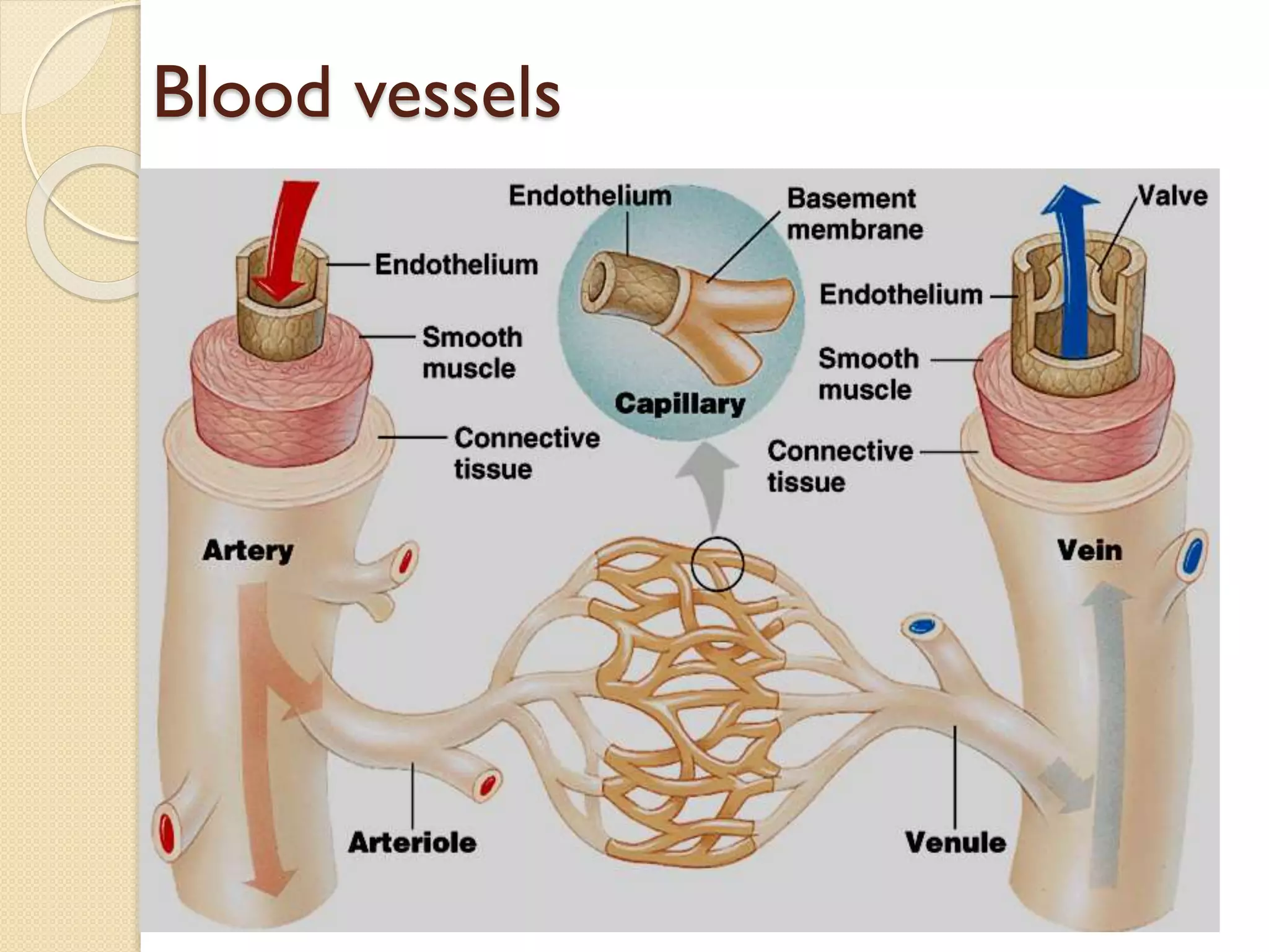 Blood vessels
 