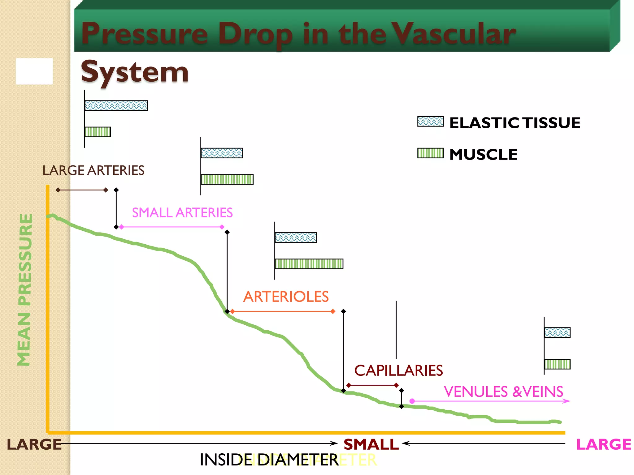 Pressure Drop in theVascular
System
LARGE ARTERIES
SMALL ARTERIES
ARTERIOLES
CAPILLARIES
VENULES &VEINS
INSIDE DIAMETER
SMALL LARGE
LARGE
ELASTICTISSUE
MUSCLE
INSIDE DIAMETER
 