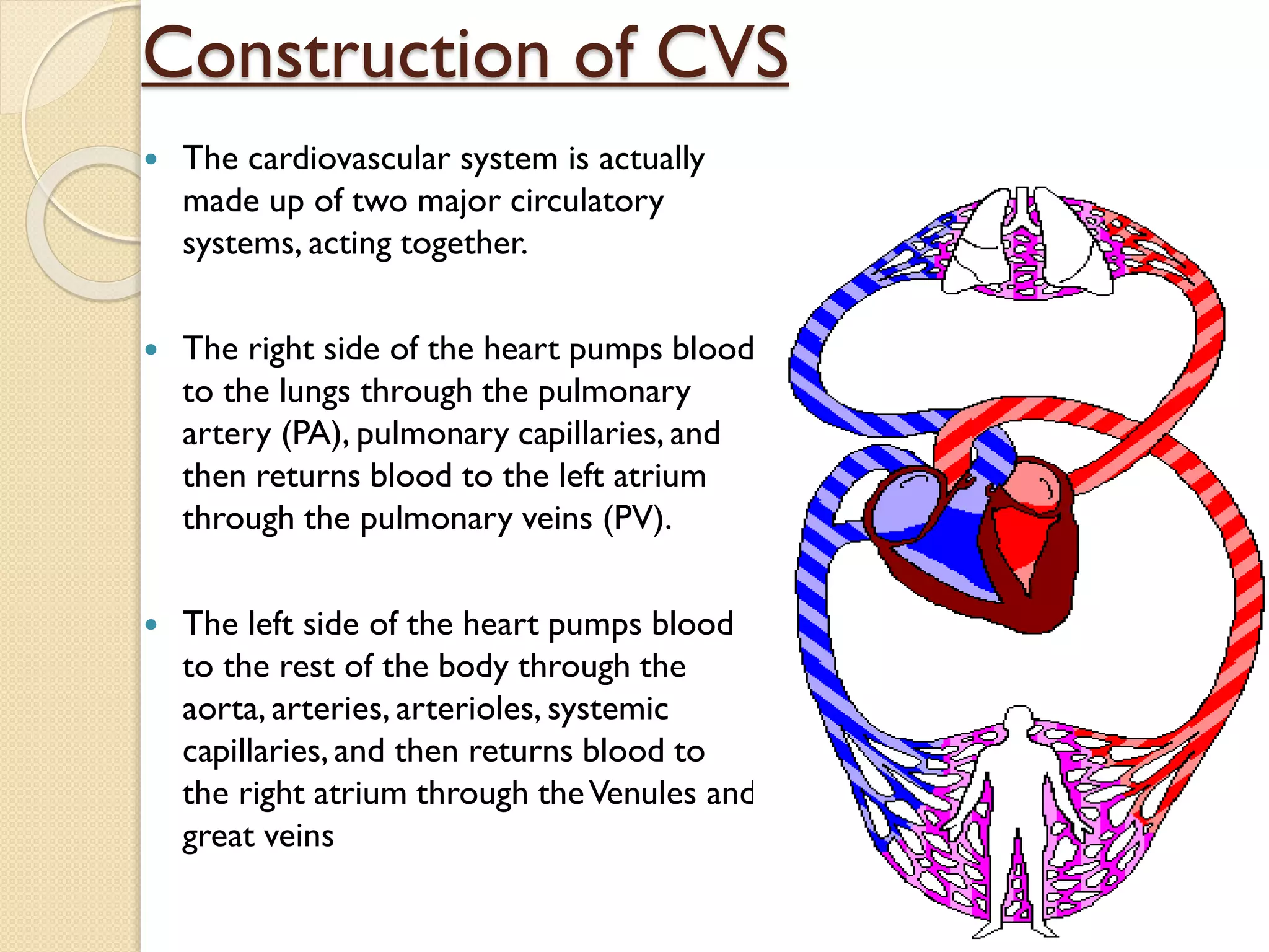 Construction of CVS
 The cardiovascular system is actually
made up of two major circulatory
systems, acting together.
 The right side of the heart pumps blood
to the lungs through the pulmonary
artery (PA), pulmonary capillaries, and
then returns blood to the left atrium
through the pulmonary veins (PV).
 The left side of the heart pumps blood
to the rest of the body through the
aorta, arteries, arterioles, systemic
capillaries, and then returns blood to
the right atrium through theVenules and
great veins
 