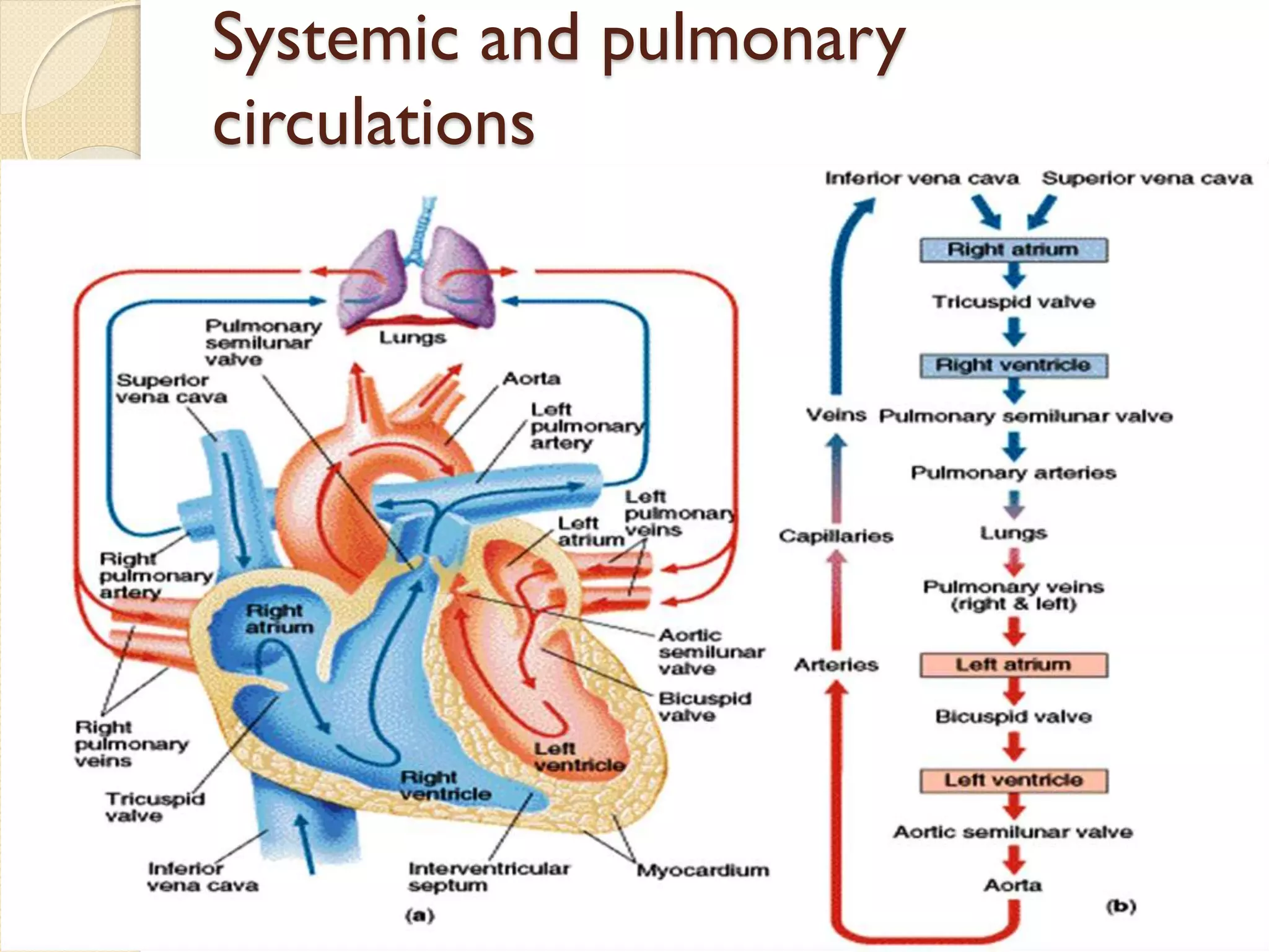 Systemic and pulmonary
circulations
 