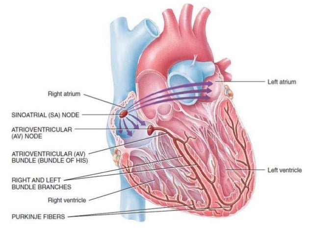 Physiology of heart