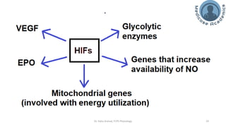 The Physiology of High Altitude Exposure