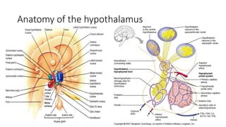Comprehensive Overview of Hypothalamic Endocrine and Regulatory ...
