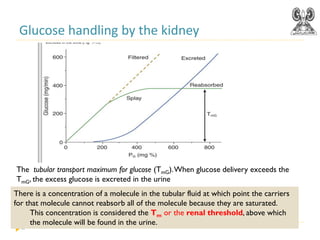 Physiology of kidney zamala.pdf