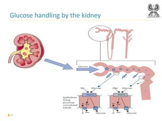 Physiology of kidney zamala.pdf