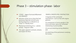 Phase 3 – stimulation phase- labor
 I STAGE - stage of cervical effacement
and dilatation.
 extrusion of the mucus plug that had
previously filled the cervical canal
during pregnancy is referred to as
“show” or “bloody show.”
 Mechanical stretching of cx – uterine
activity – ferguson reflex
 the upper segment contracts, retracts,
and expels the fetus
PAINFUL SMOOTH MSL CONTRACTION:
1) hypoxia of the contracted
myometrium—such as that with angina
pectoris;
(2) compression of nerve ganglia in the
cervix and lower uterus by contracted
interlocking muscle bundles;
(3) cervical stretching during dilatation;
and
(4) stretching of the peritoneum overlying
the fundus.
 