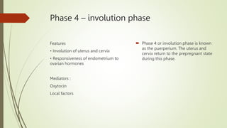 Phase 4 – involution phase
Features
• Involution of uterus and cervix
• Responsiveness of endometrium to
ovarian hormones
Mediators :
Oxytocin
Local factors
 Phase 4 or involution phase is known
as the puerperium. The uterus and
cervix return to the prepregnant state
during this phase.
 