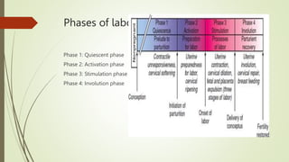 Phases of labor
Phase 1: Quiescent phase
Phase 2: Activation phase
Phase 3: Stimulation phase
Phase 4: Involution phase
 