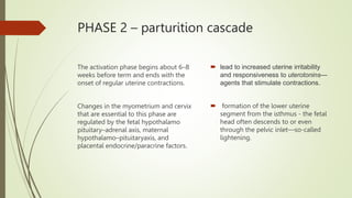 PHASE 2 – parturition cascade
The activation phase begins about 6–8
weeks before term and ends with the
onset of regular uterine contractions.
Changes in the myometrium and cervix
that are essential to this phase are
regulated by the fetal hypothalamo
pituitary–adrenal axis, maternal
hypothalamo–pituitaryaxis, and
placental endocrine/paracrine factors.
 lead to increased uterine irritability
and responsiveness to uterotonins—
agents that stimulate contractions.
 formation of the lower uterine
segment from the isthmus - the fetal
head often descends to or even
through the pelvic inlet—so-called
lightening.
 