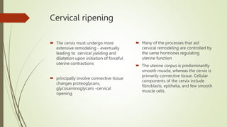 Cervical ripening
 The cervix must undergo more
extensive remodeling - eventually
leading to cervical yielding and
dilatation upon initiation of forceful
uterine contractions
 principally involve connective tissue
changes proteoglycans,
glycosaminoglycans -cervical
ripening.
 Many of the processes that aid
cervical remodeling are controlled by
the same hormones regulating
uterine function
 The uterine corpus is predominantly
smooth muscle, whereas the cervix is
primarily connective tissue. Cellular
components of the cervix include
fibroblasts, epithelia, and few smooth
muscle cells.
 