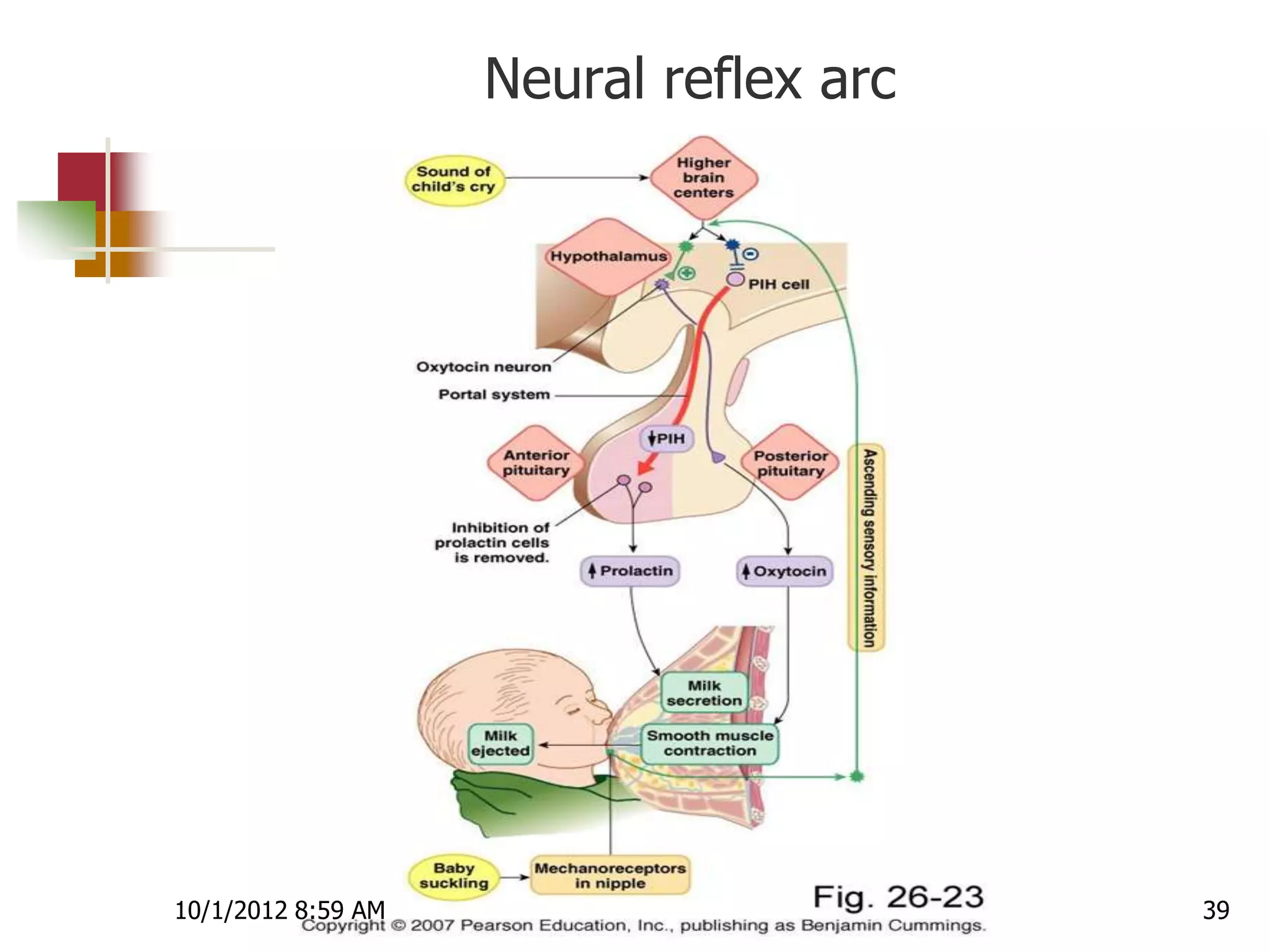 Neural reflex arc




10/1/2012 8:59 AM                       39
 