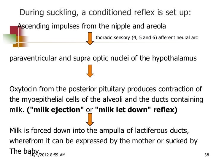 Physiology of lactation