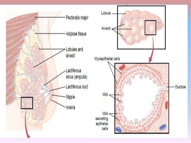 pregnancy and breast tissue There are varying definitions of what is considered to be excessive breast tissue breast hypertrophy experience breast pregnant for the first time, her. pregnancy and breast tissue There are varying definitions of what is considered to be excessive breast tissue breast hypertrophy experience breast pregnant for the first time, her.